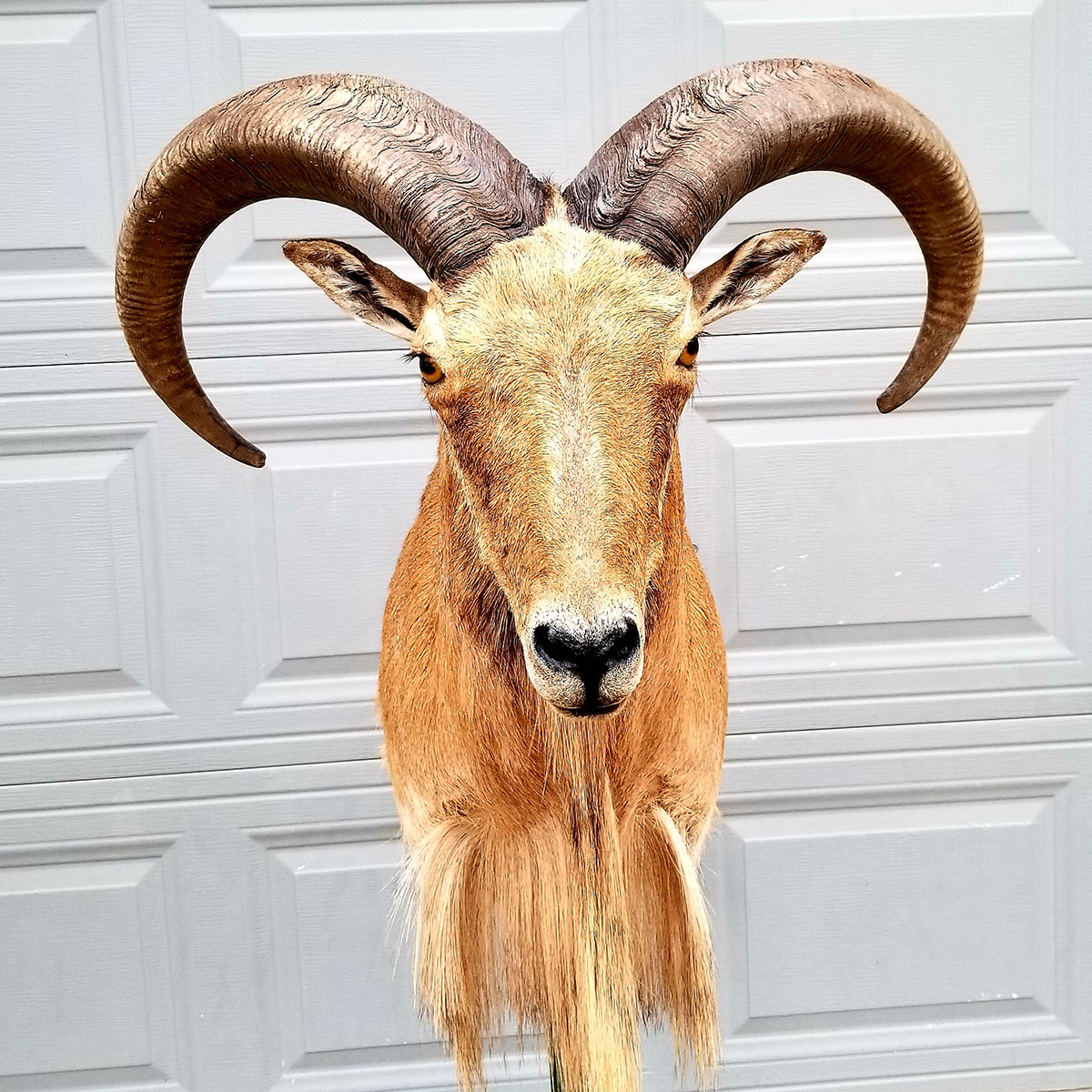 Wall-mounted stuffed deer in a wooden interior.