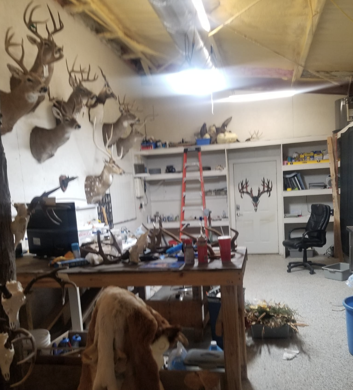 Lightfoot Taxidermy Shop
