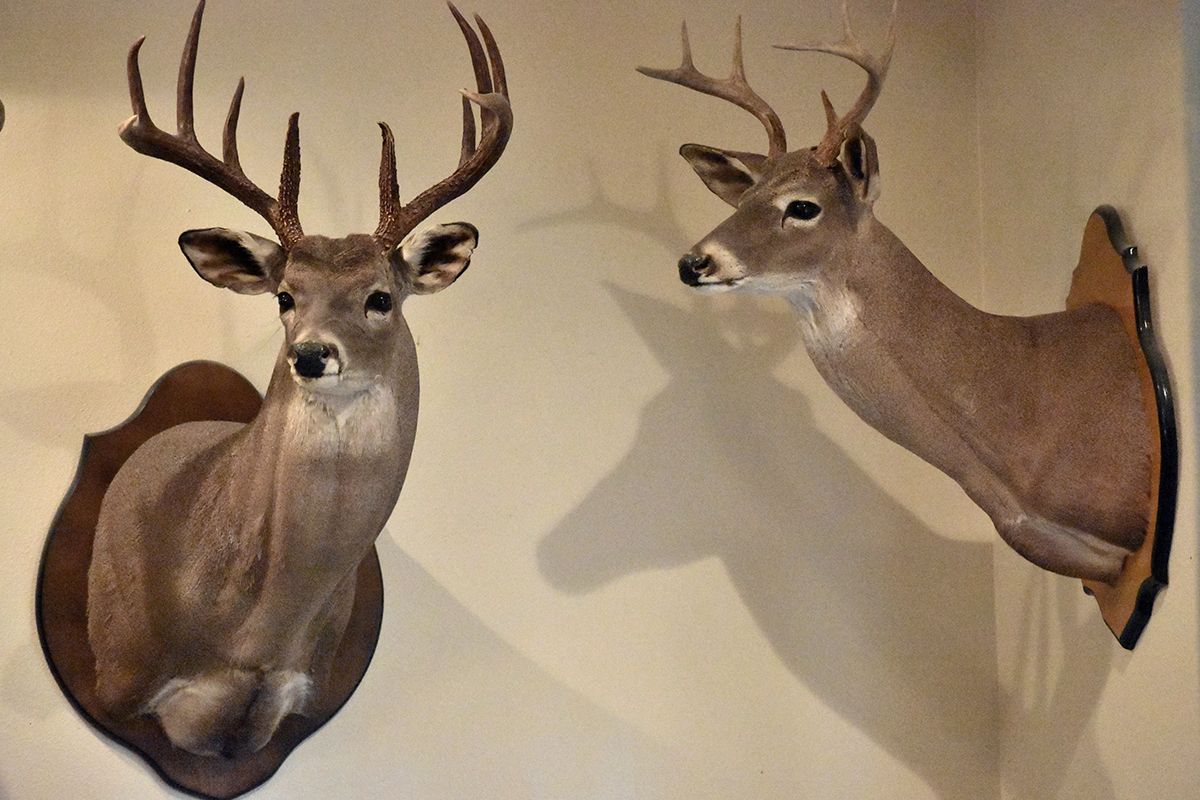 cleaningtaxidermy